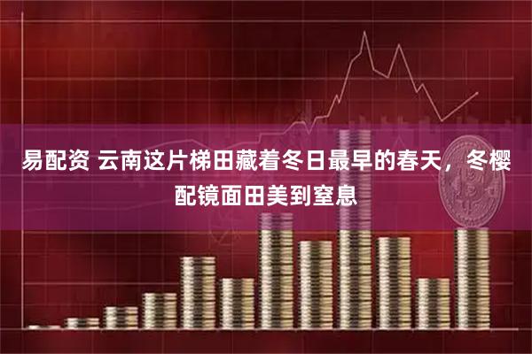 易配资 云南这片梯田藏着冬日最早的春天，冬樱配镜面田美到窒息